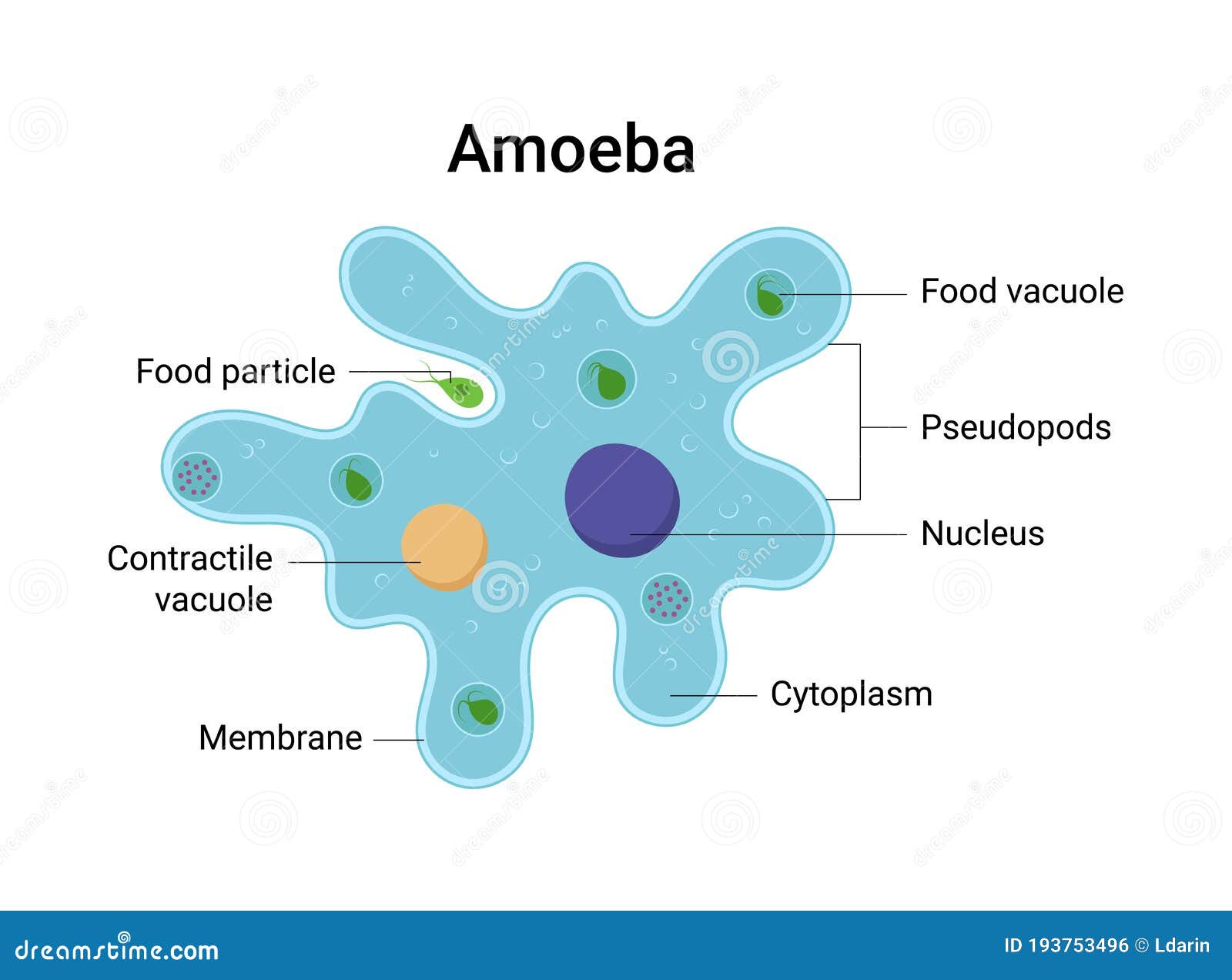 Structure Of An Amoeba Proteus Cartoon Vector | CartoonDealer.com #34406447
